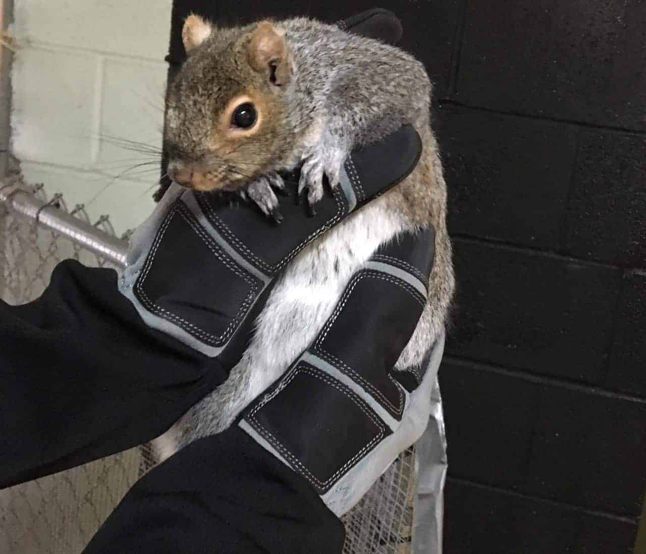 Veterinarians ArmOR Hand Protective Gloves