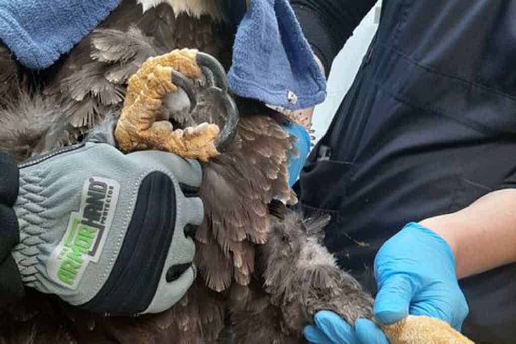 Full Fingered Protective Gloves The ArmOR Hand Gloves® by Laura