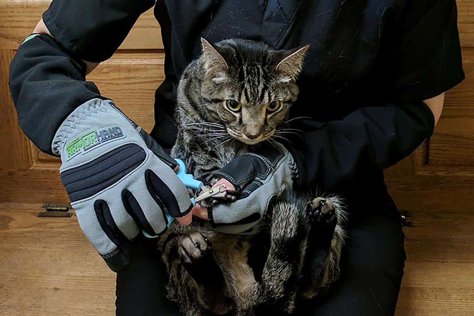 Glove for outlet cats