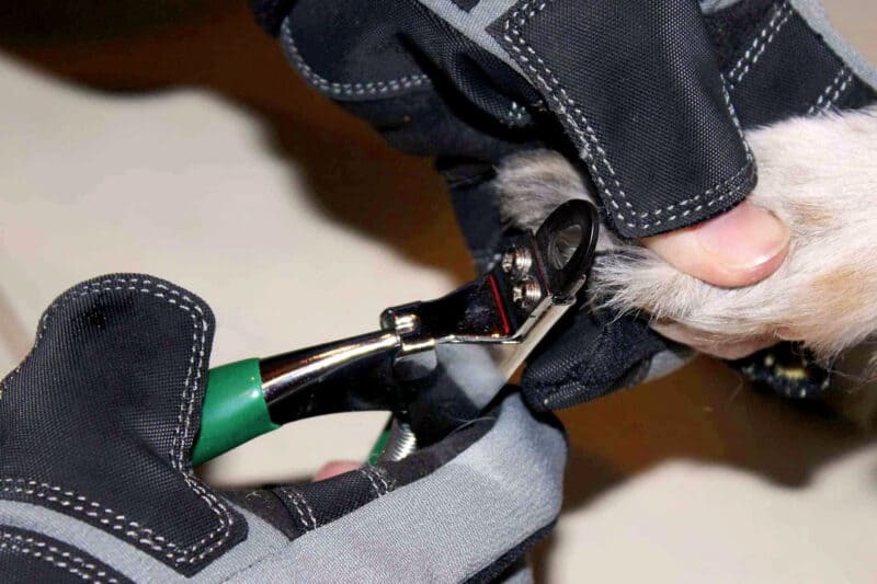 Product Armor Hand Glove Trimming Dog Nails