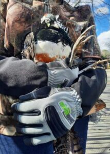 armor hand exotic pheasant rescue 03