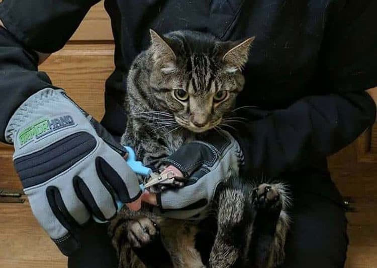 Angry Cat at the Vet  Fractious Cat Restraint 