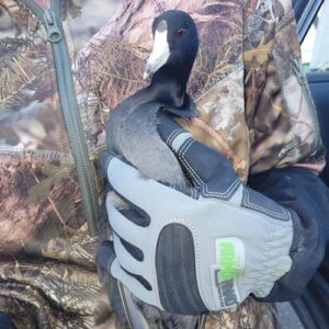 armor hand american coot rescue feature