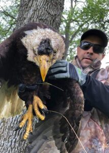 armor hand bald eagle rescue 01