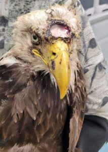 armor hand bald eagle rescue 05