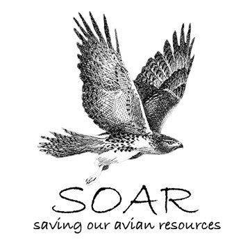 soar logo white