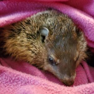 baby groundhog rescue feature