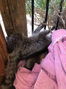 armor hand raccoon rescue 05