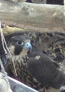 peregrine falcon rescue 01