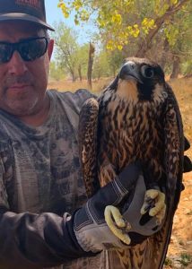 peregrine falcon rescue 02