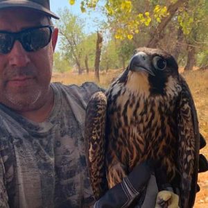 peregrine falcon rescue feture
