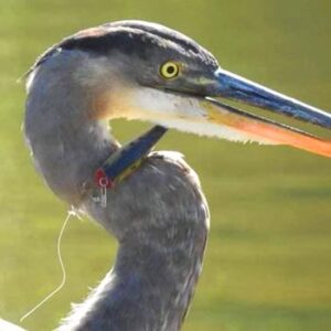 heron rescue feature