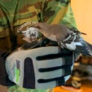 mockingbird rescue feature