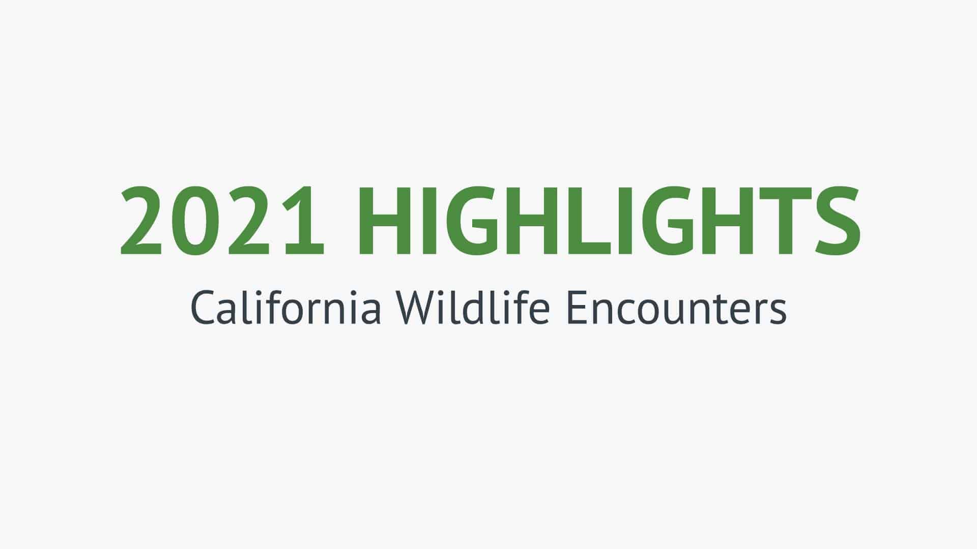 california wildlife encounters 2021 video cover