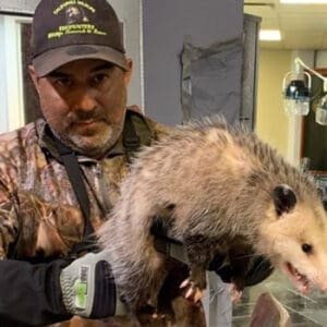 opossum rescue in a salon feature