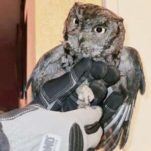 trapped owl rescue feature