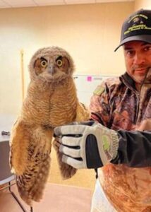 great horned owl rescue01