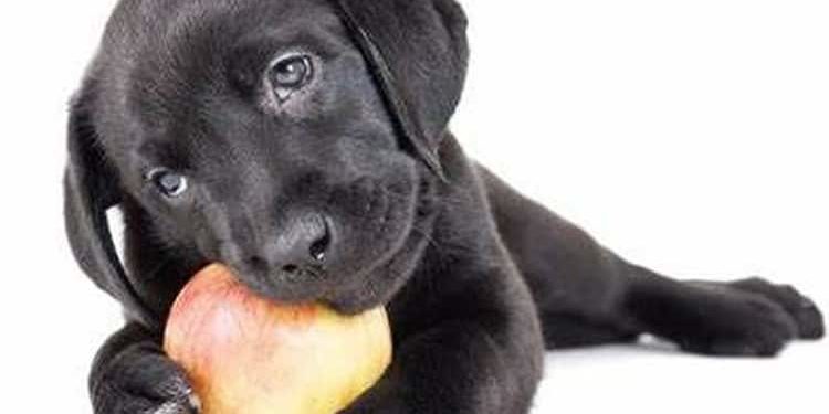 dog eating apple one health mission